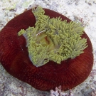 Pink Anemonefish (Amphiprion perideraion) on a closed-up Magnificent Anemone (Heteractis magnifica).