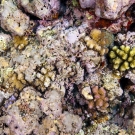 Pink crustose coralline algae (CCA) provides excellent substrate for coral recruits.