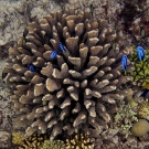 A Pocillopora eydouxi coral with some bright blue Palette Surgeonfish (Paracanthurus hepatus).