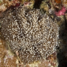 Pom-pom coral (Euphyllia glabrescens).