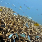 Porites cylindrica with Black-axil Chromis (Chromis atripectoralis).