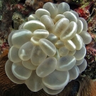 Pseudotentacles of the Fingerprint Bubble Coral (Plerogyra sinuosa).
