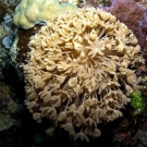 Pulsing flower-like polyps of the Xenia soft coral.