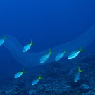 A pyrosome (free-floating mass of colonial tunicates) along with Blue and Yellow Fusiliers (Caesio teres)