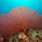 Large (> 1m diameter) red sea fan (family Melithaeidae).