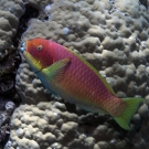 Red variation of Steephead Parrotfish (Chlorurus microrhinos).