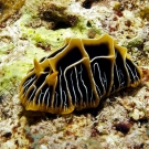 Reticulata halgerda nudibranch.