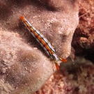 Sapsucking slug (Thuridilla sp.)