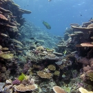 Scenic landscape of a healthy reef.