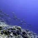 School of Bumphead Parrotfish (Bolbometopon muricatum) passes over the reef and heads down a sloping dropoff.