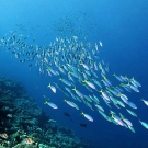 School of fusiliers cruising by the reef crest. 