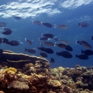 School of Spotted Unicornfish (Naso brevirostris) cruise by a wall on the reef.