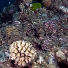 School of Striped Catfish (Plotosus lineatus).