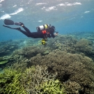 Anderson Mayfield photographing the abundance of corals in the shallows.