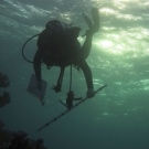 Abby Cannon surveying corals.