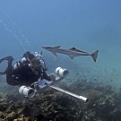 Brett Taylor with stereo camera searches for sharks while a remora looks for a place to attach. 