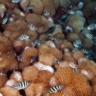 Scissortail Sergeant (Abudef sexfasciatus) damselfishes living among the Goniopora coral.