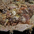 Scorpionfish (Scorpaenopsis sp.)