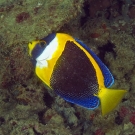 Scribbled Angelfish (Chaetodontoplus duboulayi) a striking species we have not encountered before during the Global Reef Expedition.