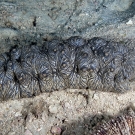Undescribed species of sea cucumber (Stichopus sp.) with interesting striped pattern and upolstered texture.