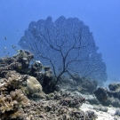 Seafan with Reticulated Dascyllus damselfishes.