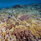 Shallow reef crest (3 meter depth) covered with Acropora and Pocillopora corals.