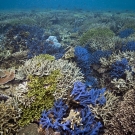 Shallow water reef top covered in various colors of table and branching thickets of Acropora coral.