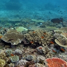 Shallow water reefscape with many colors of branching and table acroporids.