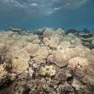 Sheets of Sinularia soft coral covers the reef crest.