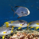 Silvery Snubnose Pompano (Trachinotus blochi) swimming over a school of Diagonal-banded Sweetlips (Plectorhinchus lineatus).