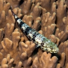 Slender Lizardfish (Saurida gracilis) perched on rubbery Sinularia soft coral.