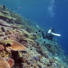 Sloping dropoff with a healthy amount of coral cover.