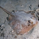 Small brown speckled ray that so far has remained unidentified.
