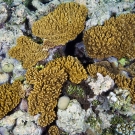 Soft Corals of Ribbon Reefs