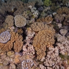 Soft Corals of Ribbon Reefs