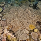 Soft Corals of Ribbon Reefs