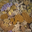 Soft Corals of Ribbon Reefs