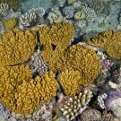 Soft Corals of Ribbon Reefs