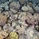 Soft Corals of Ribbon Reefs