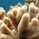 Soft coral with polyps extended (likely Sinularia sp.).