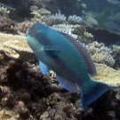 Steephead Parrotfish (Chlorurus microrhinos).