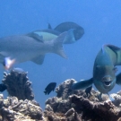 Steephead Parrotfish (Chlorurus microrhinos) along with a grouper, damselfishes, and surgeonfishes.