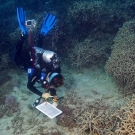 Surveyor Samantha Clements peforming a benthic transect.