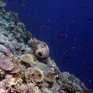 Looking down a steep drop-off with a swarm of damselfish, fusiliers and anthias.