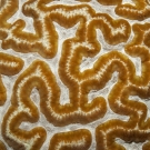 Symphillia coral detail.