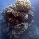 Tall coral pinnacle capped with a Porites lobata rises out of the dusky gloom.