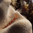 Tiny nudibranch (likely Flabellina exoptata).