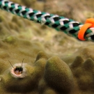 Tiny Striped Coral Hermit Crab (Paguritta vittata) under the transect line.