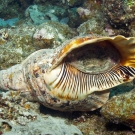 Triton\'s Trumpet (Charonia tritonis) is the main predator of Crown Of Thorns Seastars.