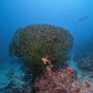 Large colony of Tubastrea micrantha.